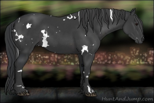 Horse Color:White Spotted Black 