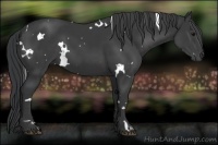 Horse Color:White Spotted Black 