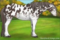 Horse Color:White Spotted Liver Chestnut Appaloosa 