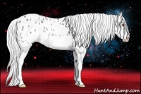 Horse Color:Buckskin Chinchilla Roan Appaloosa 