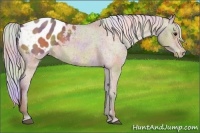 Horse Color:Nacre Silver Buckskin Appaloosa 