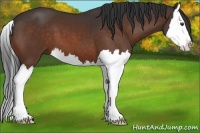 Horse Color:Bay Splash