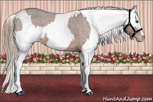 Horse Color:Liver Chestnut Sabino Appaloosa  and Liver Red Dun Sabino Splash Appaloosa Rabicano 