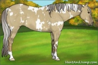 Horse Color:White Spotted Chocolate Palomino Dun 