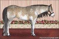 Horse Color:Buckskin Splash and Buckskin Roan Splash