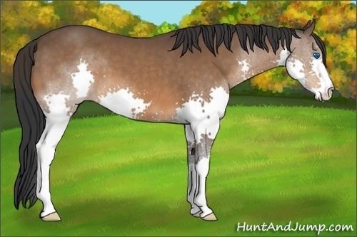 Horse Color:Bay Splash 