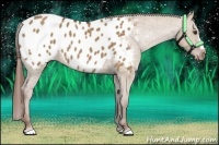 Horse Color:Red Dun Appaloosa 