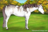 Horse Color:Painted White Spotted Brown Onyx Sabino Splash Rabicano