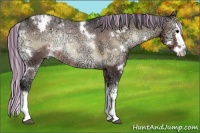 Horse Color:Painted White Spotted Bay Ice Onyx Splash Appaloosa Rabicano 