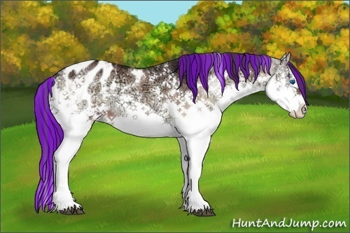 Horse Color:Painted White Spotted Bay Ice Onyx Splash Appaloosa
