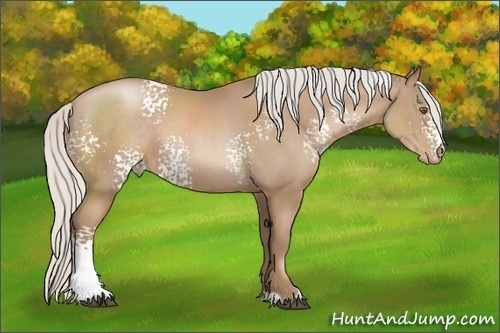 Horse Color:White Spotted Silver Black Pearl Sabino 