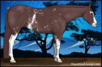 Horse Color:White Spotted Chocolate Black Sabino 