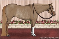 Horse Color:Liver Red Dun Rabicano Brindle