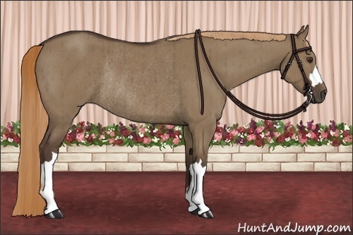 Horse Color:Liver Red Dun Rabicano Brindle