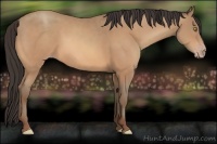 Horse Color:Amber Champagne 