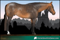Horse Color:Buckskin 
