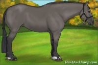 Horse Color:Grullo 