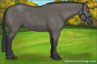 Horse Color:Grullo 