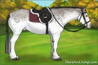 Horse Color:White Spotted Grullo Splash Rabicano