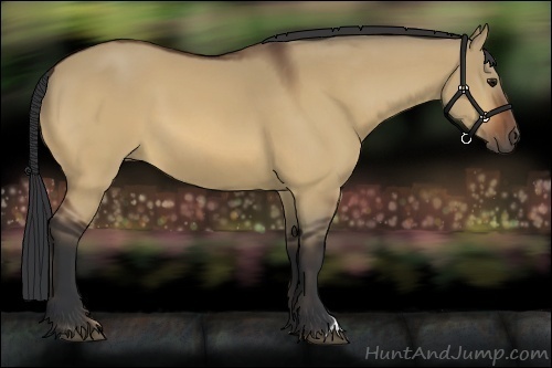 Horse Color:Bay Dun