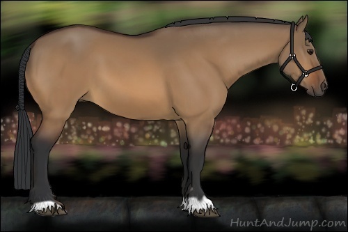 Horse Color:Bay Dun