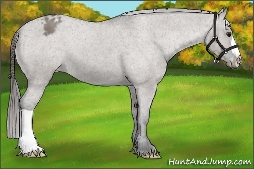 Horse Color:Grullo Varnish 