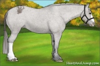 Horse Color:Grullo Varnish 