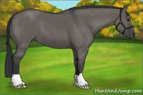 Horse Color:Grullo 