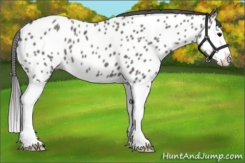 Horse Color:Grullo Splash Near Leopard