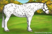 Horse Color:Grullo Splash Near Leopard