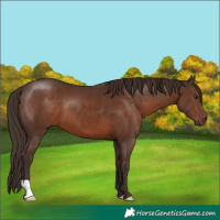 Horse Color:Liver Chestnut 