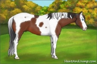 Horse Color:Bay Splash Tobiano