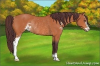 Horse Color:Chocolate Bay Sabino Rabicano 