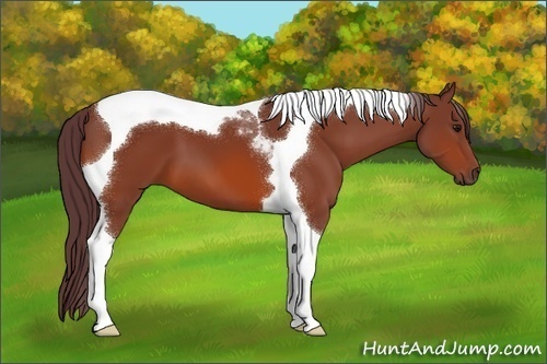 Horse Color:Chocolate Bay Tobiano