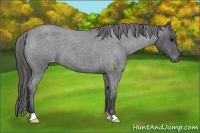Horse Color:Blue Roan Appaloosa 