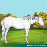 Horse Color:Nacre Silver Buckskin Pearl Dun Splash Tobiano Frame Appaloosa