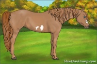 Horse Color:Chestnut Frame