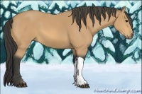 Horse Color:Buckskin 
