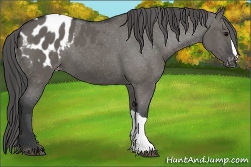 Horse Color:Grullo Varnish 