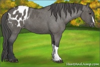 Horse Color:Grullo Varnish