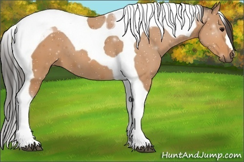 Horse Color:Buckskin Tobiano