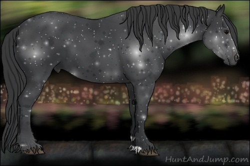 Horse Color:Black 