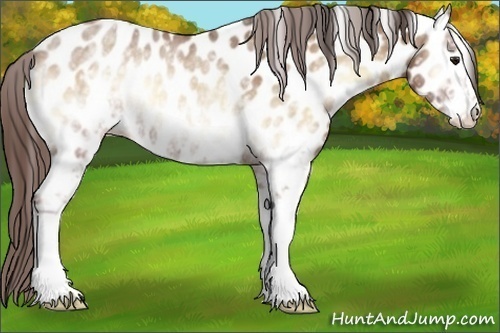 Horse Color:White Spotted Classic Champagne Onyx Appaloosa Rabicano