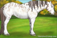 Horse Color:White Spotted Classic Champagne Onyx Appaloosa Rabicano