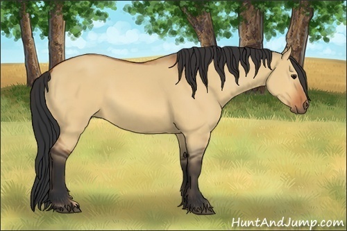 Horse Color:Bay Dun