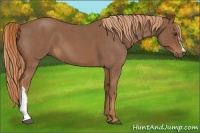 Horse Color:Red Roan 