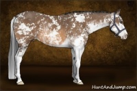 Horse Color:Buckskin Sabino 