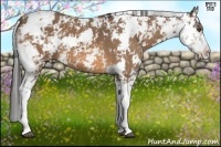 Horse Color:Buckskin Sabino