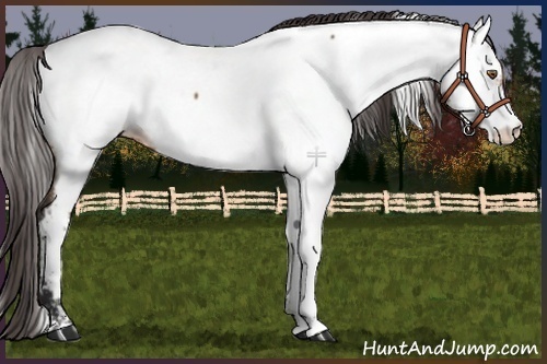 Horse Color:Bay Frame Fewspot