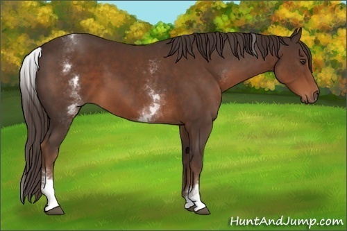 Horse Color:White Spotted Liver Chestnut Sabino